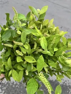 ⭐akikokoko⭐様 リクエスト 4点 まとめ商品