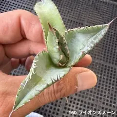 る*き様 160 アガベ　チタノタ ライオンズメーンのサムネイル