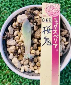 プロフ必須♡ᴀʀɪ﻿ᴍᴀᴍᴀ♡様 リクエスト 2点 まとめ商品