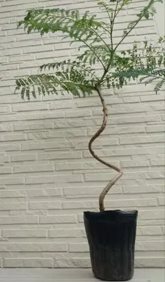 tino様専用 エバーフレッシュ 曲がり仕立て バルーン陶器鉢 植え込み
