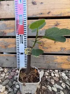 いちじく　希少小苗　LSU Late Blackのサムネイル