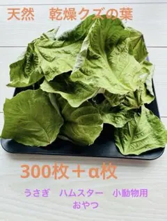 天然乾燥クズの葉　300枚➕α枚　小動物用 さまざまなサイズ