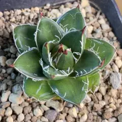 2026年最新】アガベ 王妃笹の雪 a型の人気アイテム - メルカリ