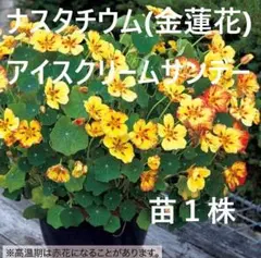 Miyapamda様 リクエスト 2点 まとめ商品