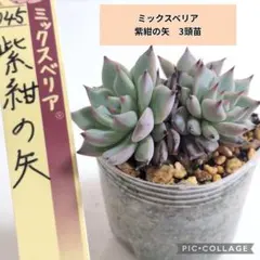 ミックスベリア　紫紺の矢3頭　おらいさん　4cm鉢　札なし　抜き苗発送