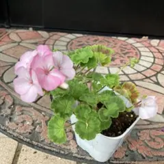 ② 귀여운 싱글 제라늄