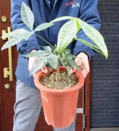 2026年最新】パキラ 斑入り 実生の人気アイテム - メルカリ