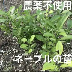 【農薬不使用】ネーブルオレンジの苗 果物 抜き苗 みかん シンボルツリーに☆ ②