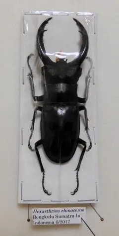 大型ジャワリノケロスフタマタクワガタ標本 ムシキング/R/ムシカード/超神化4弾 M-S4-16[R]：リノケロス