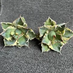 2026年最新】白鯨錦の人気アイテム - メルカリ