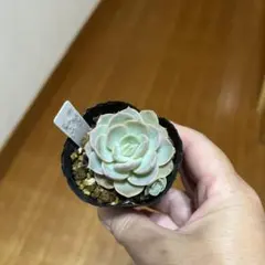 桃太郎×ルイーズ　多肉植物のサムネイル