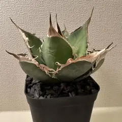 ▽実生特選 アガベ 子株 #世界に一つ - メルカリ