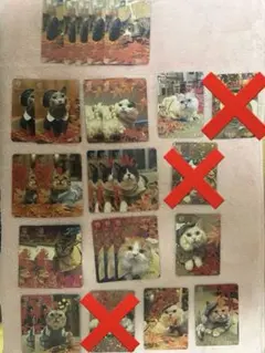 猫カフェ mocha いちご収穫祭 にゃんずトレカ 新宿店 - メルカリ