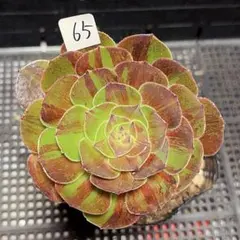 52#観葉植物 アエオニウム錦❤️ 海仙❤️1大頭 14cm拨き苗 - メルカリ