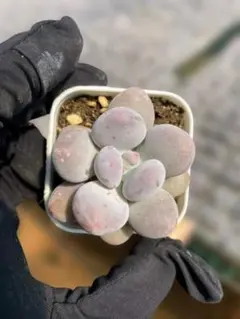 Top【選抜株】多肉植物 360844グリーンドラゴン 24個 鉢無し/脱土 
