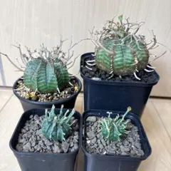 s*a様 ユーフォルビア バリダ スーパーバリダ×バリダゴブリン 雄株