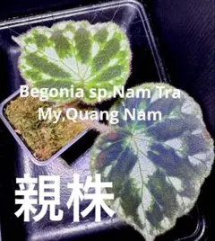専用❣️希少　Begonia rockii 原種ベゴニア　ロッキー　増殖株 希少 Begonia rockii 原種 ベゴニア ロッキー - メルカリ