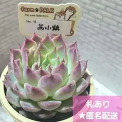 2026年最新】ファームパルクの人気アイテム - メルカリ