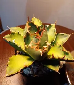 アガベ チタノタ FO-222