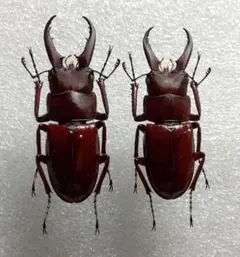 2026年最新】ノコギリクワガタ標本の人気アイテム - メルカリ