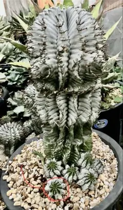 2025年最新】ゼブラホリダの人気アイテム - メルカリ