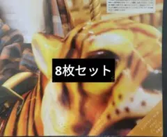 週刊ヤングマガジン38号　加藤玲菜チェキプレゼント応募券8枚