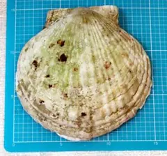 ホタテガイ貝殻（幅14-15 cm）4個セット