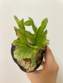 ビカクシダ リドレイ シルベリー マダガスカリエンセ ワンダエドワーフ