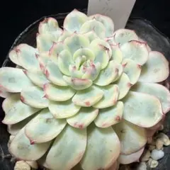 ❣️在庫セール❣️ブルーミニマ錦 美株 多肉 エケベリア 抜き苗 韓国