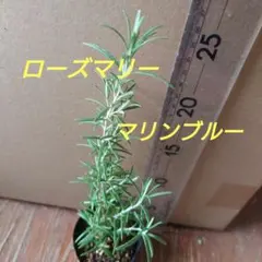 【8-L】☆抜き苗発送　ローズマリー苗　品種マリンブルー　お料理等用途沢山