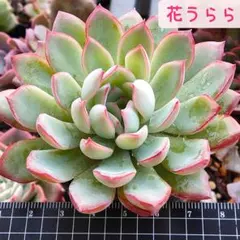 専用出品です♡ 多肉植物葉挿し苗セット☆匿名配送 多肉植物】メルカリで購入した葉挿しを私が一番成功すると思う方法で
