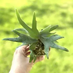 KoliKoli様 リクエスト 2点 まとめ商品