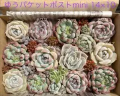 チワワ ピンククリスタル入り多肉植物詰め合わせセット