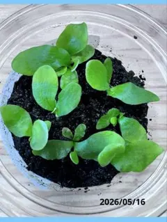 P.willinckii 月光爪哇 spore 1ケース ビカクシダ胞子培養 - メルカリ