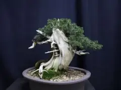 2025年最新】盆栽 杜松の人気アイテム - メルカリ