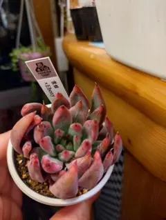 2026年最新】優木園の人気アイテム - メルカリ