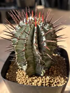 2026年最新】ユーフォルビア ホリダの人気アイテム - メルカリ