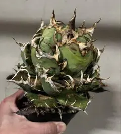 2026年最新】アリゾナアンビションの人気アイテム - メルカリ