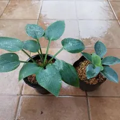 人工ラムスキン本舗様 リクエスト 2点 まとめ商品