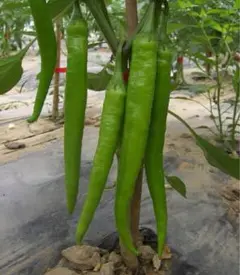 飯嶋誠利様 リクエスト 7点 まとめ商品