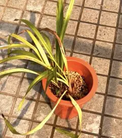 シンビジューム