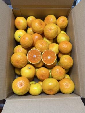 130gtr様専用 ゆら早生みかん極上菊みかん入り 極早生みかん10kg産地直送