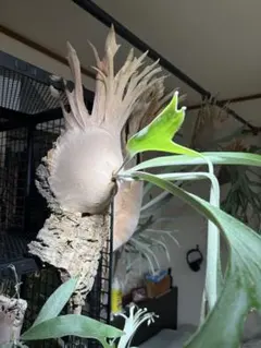 P.veitchii dwarf sporeling ドワーフ ベイチー 胞子 - メルカリ