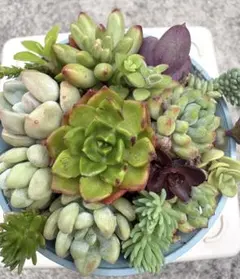 ラブリーローズ入り多肉植物 寄せ植え エケベリア セダム 鉢植え
