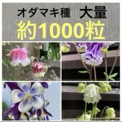 さくらだ様 リクエスト 2点 まとめ商品