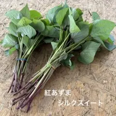 シルクスイート 10本 新鮮さつまいも苗 無農薬 - メルカリ