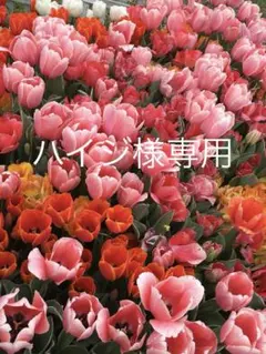 『無印良品』ボーダー カットソー　Tシャツ