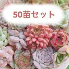 2026年最新】多肉植物 韓国苗 セットの人気アイテム - メルカリ