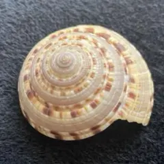 クルマガイ 巻貝 美しい螺旋状の貝殻 天然素材 コレクション ハンドメイド 置物