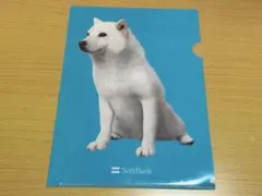 ソフトバンク SoftBank 白い犬 お父さんクリアファイル